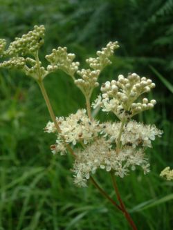 naturege:simples:250px-filipendula_ulmaria1.jpg