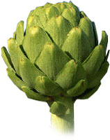 naturege:simples:artichaut.jpg