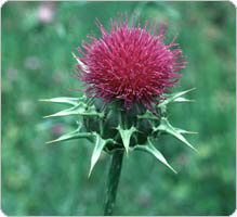 naturege:simples:chardon_marie_ps-1.jpg