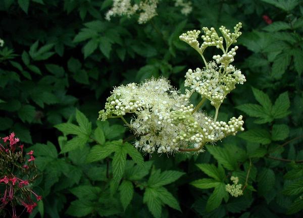 naturege:simples:filipendula-ulmaria.jpg