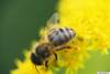 abeille-corbeille-2.jpg