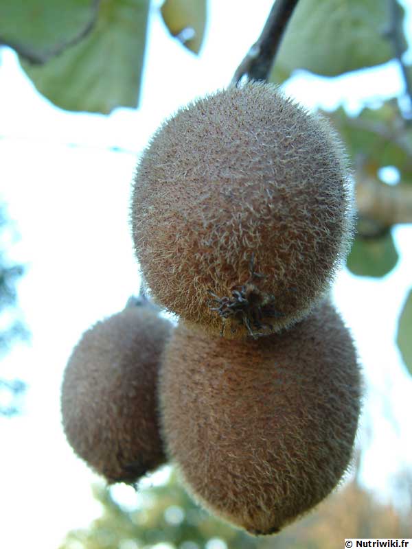 photos:actinidia-kiwi.jpg
