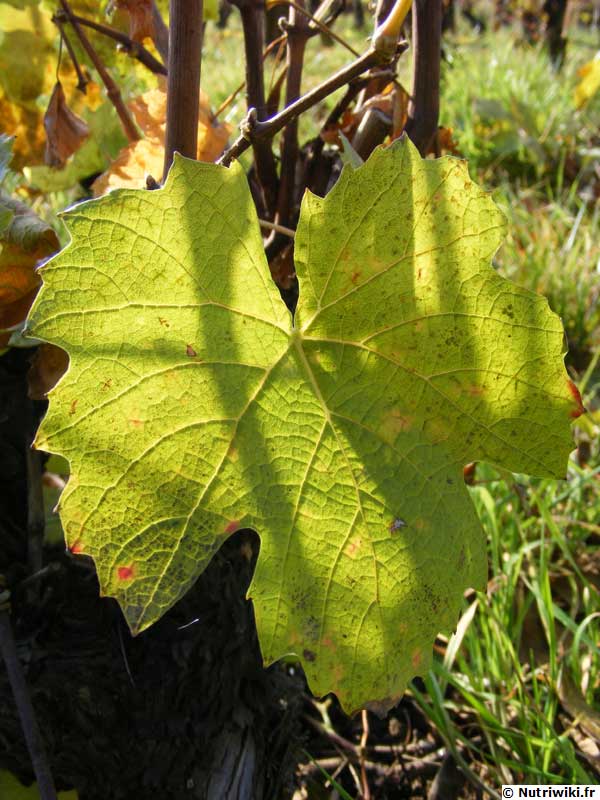 photos:feuille-vigne.jpg